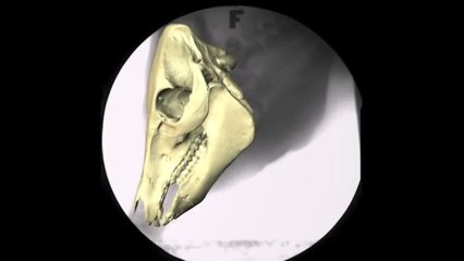 Look Inside a Pig’s Face While It Eats