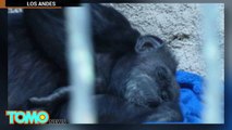 Chimpanzé libertado de Zoo por direitos não humanos.