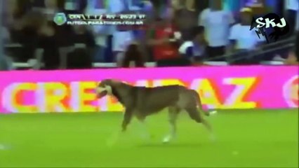 Thug Life Vida de cholo Parte 12 (perros)