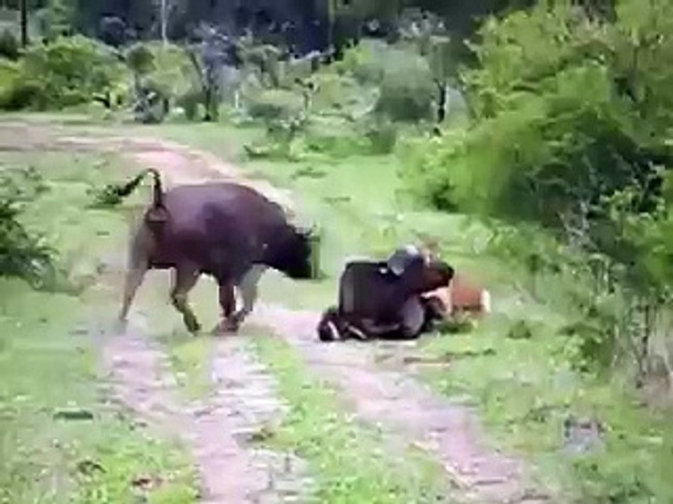 Buffalo Vs Lion
