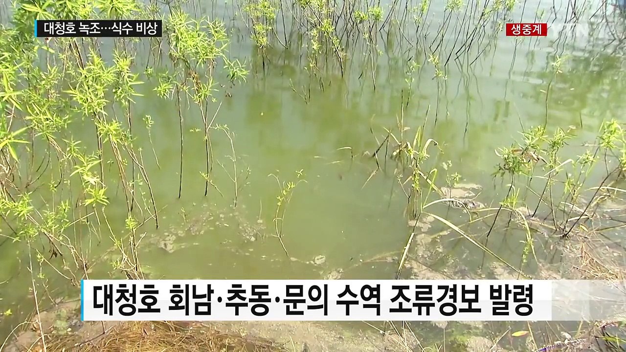 대청호 곳곳 '녹조' 비상...청주시 "식수 문제 없어" / YTN (Yes! Top...