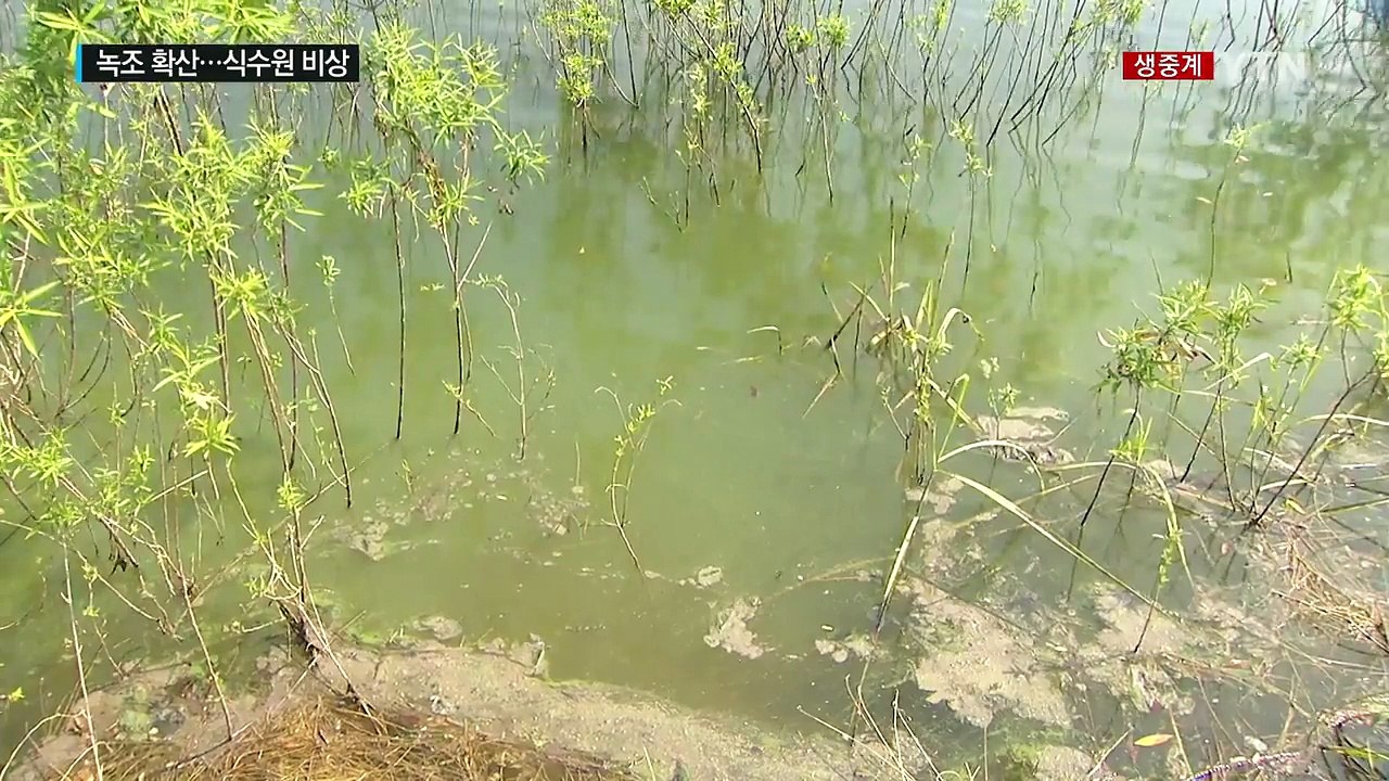 충청권 상수원 대청호 녹조...청주시 "식수원 문제 없어" / YTN (Yes! To...