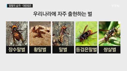 극심한 폭염으로 '말벌 급증'?...대처법을 알려드립니다 / YTN (Yes! Top News)