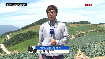 '열대야가 뭐예요?' 구름 위 땅 ‘강릉 안반데기' / YTN (Yes! Top News)
