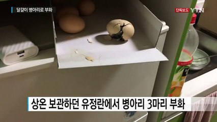 [단독] 폭염에 냉장고 위 달걀이 병아리로 부화! / YTN (Yes! Top News)