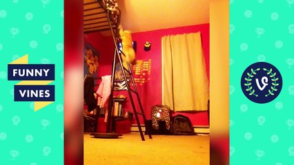 Funniest Animal Fails of 2016 Weekly Compilation | Funny Vines