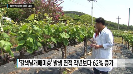 농작물 망치는 외래 해충 급증...폭염 탓 / YTN (Yes! Top News)