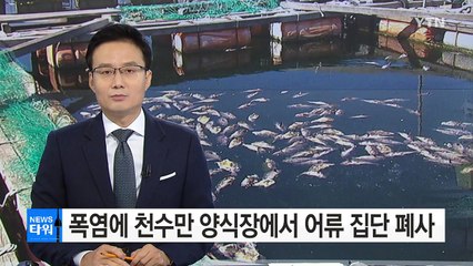 폭염에 천수만 양식장에서 어류 집단 폐사 / YTN (Yes! Top News)