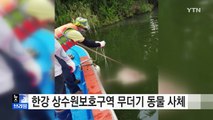 [브리핑] 동물 사체 버려진 한강 / YTN (Yes! Top News)