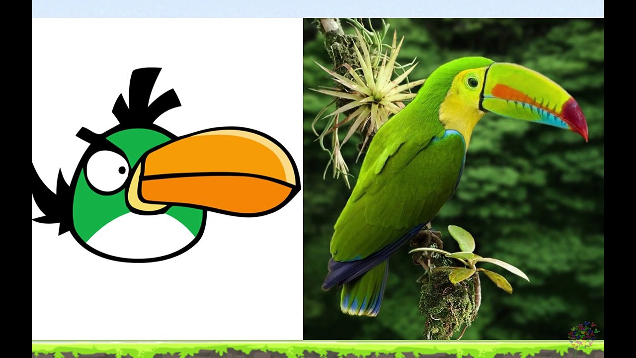 Angry Birds In Real Life - Angry Birds En La Vida Real - Angry Birds Transform into real