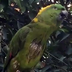 Allahu Akbar - Papagalli reciton suren EL-FATIHA ☝ALLAHU AKBAR