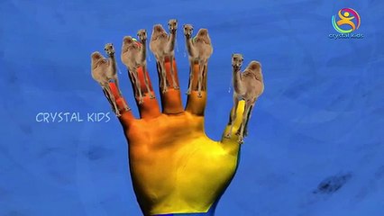 3d Camel finger family nursery rhymes for kids | Camel animation for children