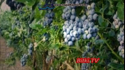 Ayı Üzümü - Yaban Mersini - Nedir Faydaları Nelerdir ? Bitki TV | www.topalhamsi.com