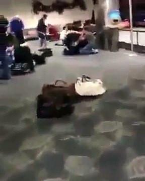 Shooting at Fort Lauderdale Hollywood Airport in Terminal 1 Esteban Santiago kills 8 - YouTube