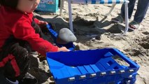 DinoTrux Ton-Ton Goes to Beach Sand Play Oceanside California Tonka Toy Hunt by FamilyToyReview