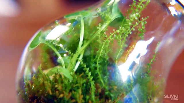 Ewiges Terrarium 3 Monate später-8jFOBAZjp4o