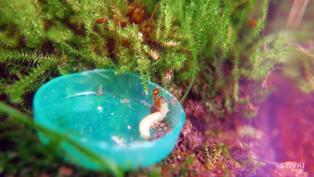 Ewiges Terrarium nach 180 Tagen-S7Ulb3y5pfs