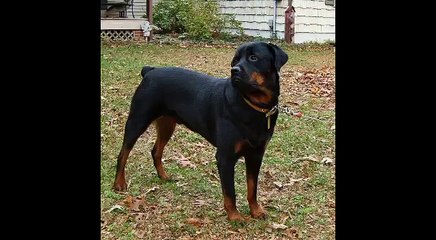 American Blacks Will Be 4ever slaves !