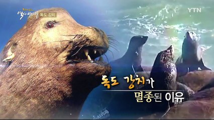 독도와 함께 우리가 잊지 말고 복원해야 할 '독도 강치' / YTN (Yes! Top News)