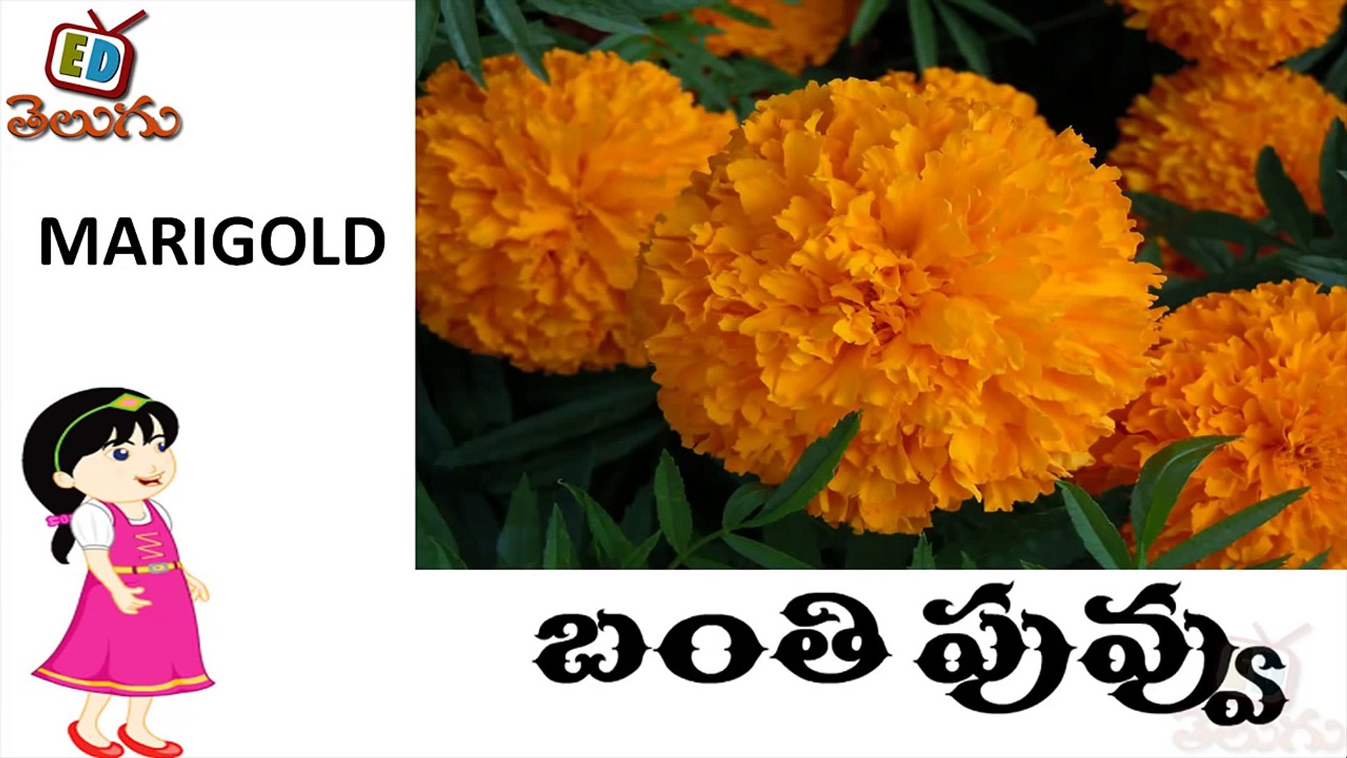 telugu bala siksha - names of flowers - telugu puvvula perlu - learn telugu  language-980h34ll_ck
