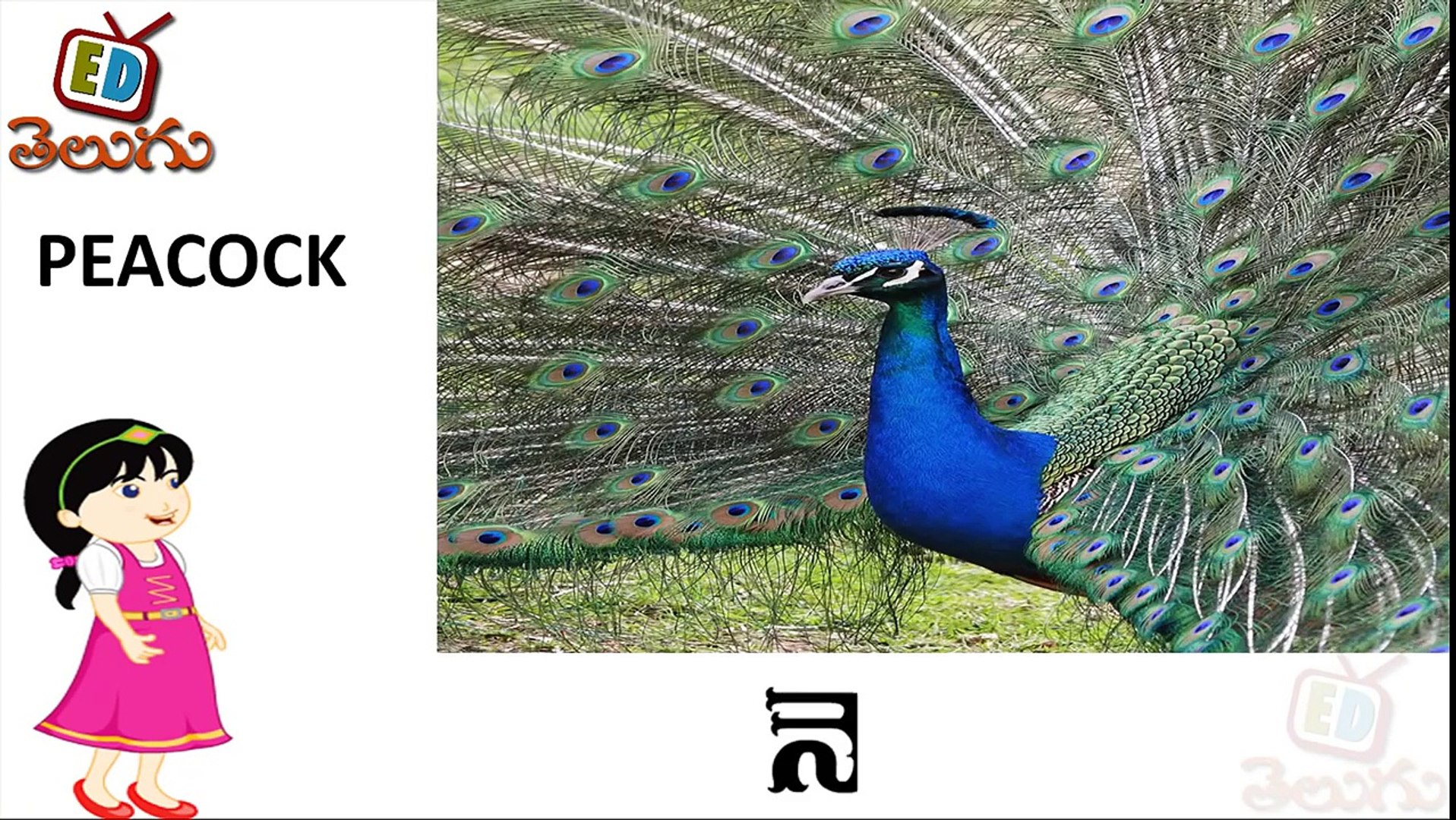 Telugu Balasiksha - Names of Birds - Telugu Pakshula perlu - Learn Telugu  Language-gksrKtkSH1k - video Dailymotion