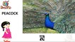 Telugu Balasiksha - Names of Birds - Telugu Pakshula perlu - Learn Telugu Language-gksrKtkSH1k