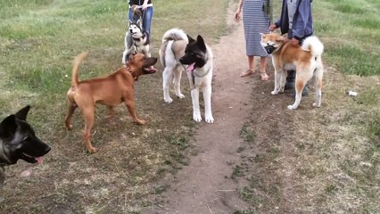 Akita disciplines pitbull mix