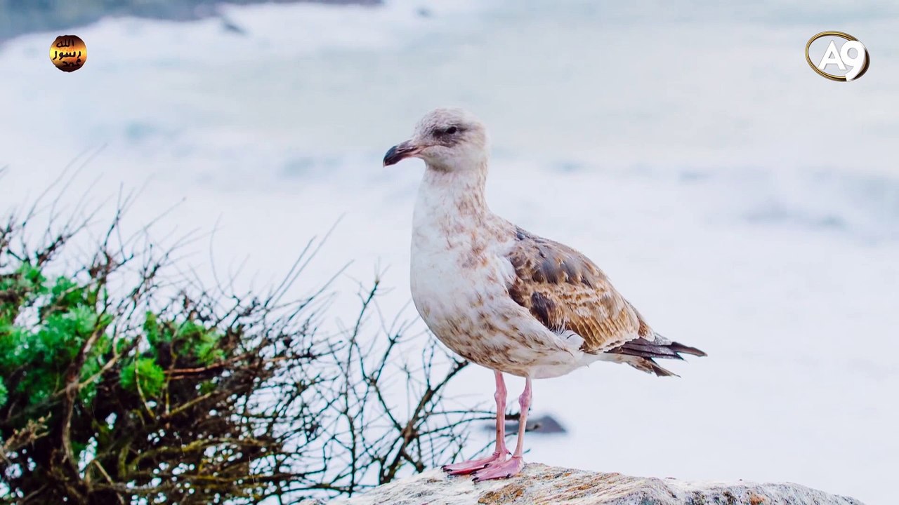 The names of Allah: Al Badee' (He Who creates using no pre-existing model)