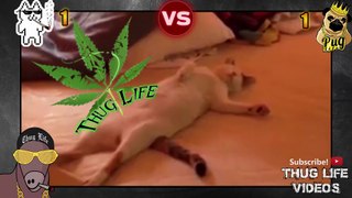Ultimate Thug Life Compilation #41 Cats vs Dogs