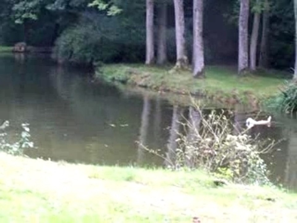 travail de golden retriever