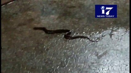 A Snake in Vijayawada Temple