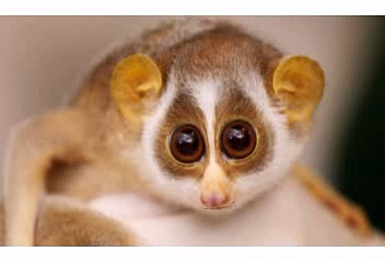 Happy Birthday! Funny Birthday Videos - Bugsy