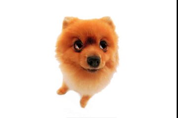 Happy Birthday! Funny Birthday Videos - Pom Pom The Pomeranian