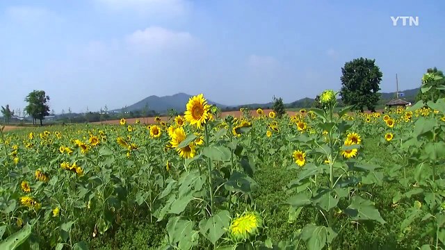 [날씨] 내일도 쾌청한 가을...일교차 주의 / YTN (Yes! Top News)