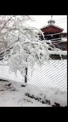 white carpet valley, fresh heavy snowfall in Kashmir