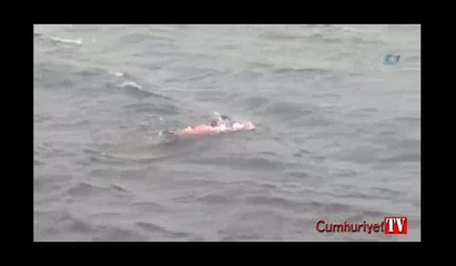 Buz gibi havada denize girdi