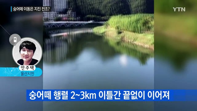 숭어는 지진을 예측했다?...줄지어 이동 모습 포착 / YTN (Yes! Top News)