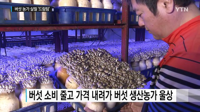 침체 늪에 빠진 버섯산업...농가에 '드림팀' 투입 / YTN (Yes! Top News)