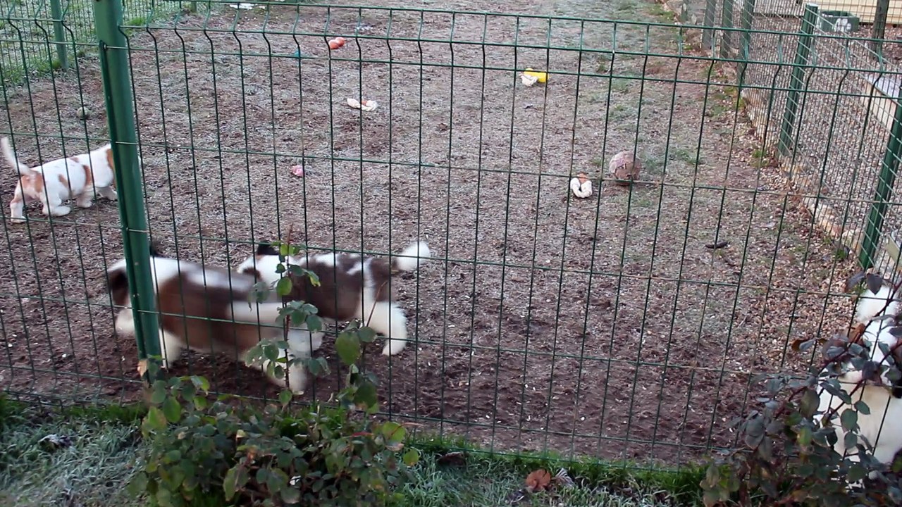 NOS LOULOUS 6 SEMAINES