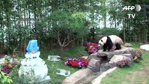Korean amusement park throws a birthday party for its pandas