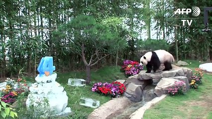 Korean amusement park throws a birthday party for its pandas