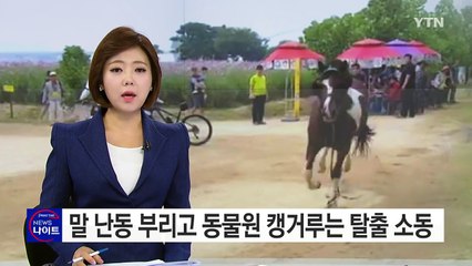 축제장 말 난동...동물원 캥거루 탈출 소동 / YTN (Yes! Top News)