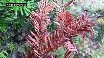 백두대간 침엽수림 집단 고사...산림 생태계 비상 / YTN (Yes! Top News)