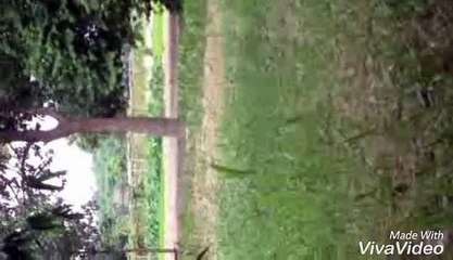 दो सांप की लड़ाई SANP KI LADAYEE