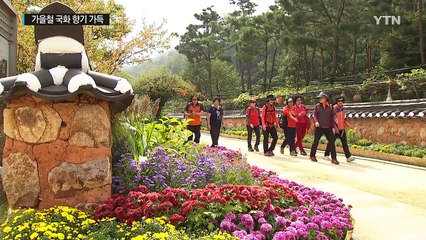 형형색색 국화 향기 가득한 월미공원 / YTN (Yes! Top News)