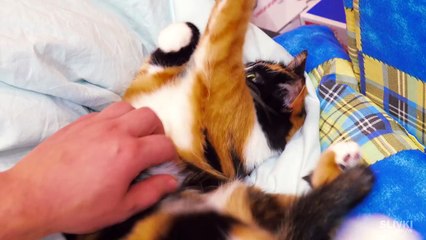 Wie man eine Wassermelone bis Silvester frisch hält-Qm8FskPCoO8