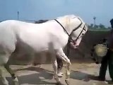 Whatsapp Funny Videos Amazing Horse Dance