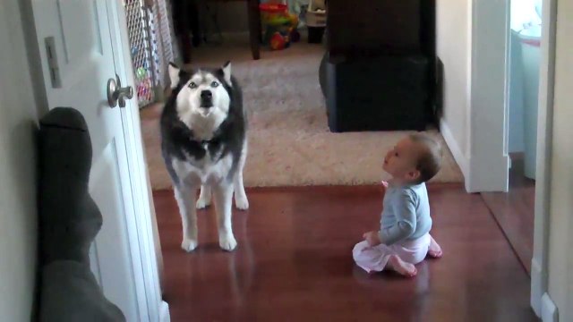 Duo de hurlement adorable.. Husky VS bébé