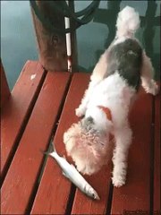 Fish Eater Must Watch