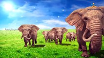 Elephant Finger family 3d rhyme | Animated Nursery Children Finger Family song